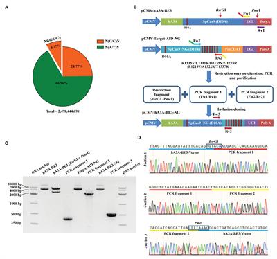 Cytosine Base Editor (hA3A-BE3-NG)-Mediated Multiple Gene Editing for Pyramid Breeding in Pigs